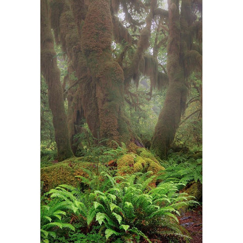 Big Leaf Maple tree draped with Club Moss-Hoh Rainforest-Olympic National Park-Washington State Black Modern Wood Framed Art Print with Double Matting by Jones, Adam