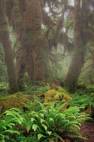 Big Leaf Maple tree draped with Club Moss-Hoh Rainforest-Olympic National Park-Washington State Black Ornate Wood Framed Art Print with Double Matting by Jones, Adam