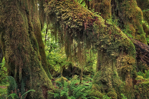 Big Leaf Maple tree draped with Club Moss-Hoh Rainforest-Olympic National Park-Washington State Black Ornate Wood Framed Art Print with Double Matting by Jones, Adam