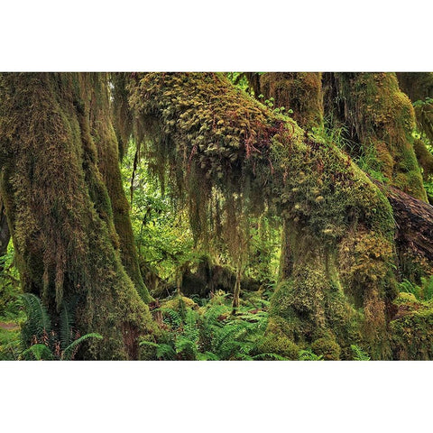 Big Leaf Maple tree draped with Club Moss-Hoh Rainforest-Olympic National Park-Washington State Black Modern Wood Framed Art Print by Jones, Adam