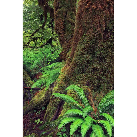 Big Leaf Maple tree draped with Club Moss-Hoh Rainforest-Olympic National Park-Washington State White Modern Wood Framed Art Print by Jones, Adam