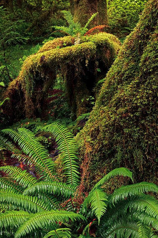 Ferns and Big Leaf Maple tree draped with Club Moss-Hoh Rainforest-Olympic National Park Black Ornate Wood Framed Art Print with Double Matting by Jones, Adam