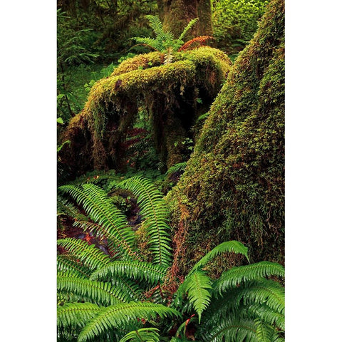 Ferns and Big Leaf Maple tree draped with Club Moss-Hoh Rainforest-Olympic National Park Black Modern Wood Framed Art Print by Jones, Adam
