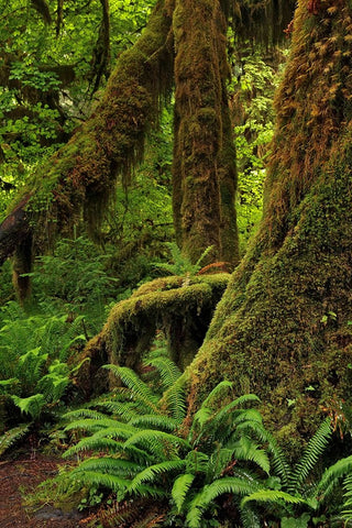 Ferns and Big Leaf Maple tree draped with Club Moss-Hoh Rainforest-Olympic National Park Black Ornate Wood Framed Art Print with Double Matting by Jones, Adam