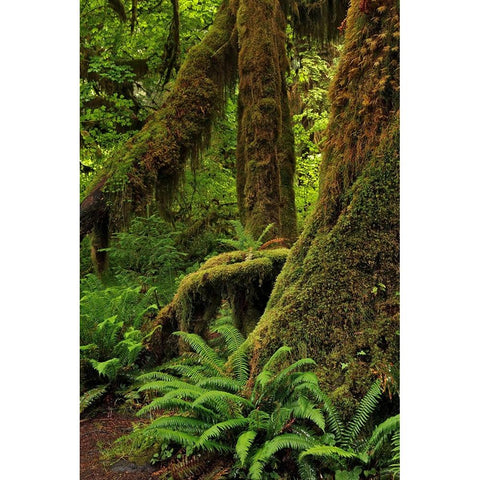 Ferns and Big Leaf Maple tree draped with Club Moss-Hoh Rainforest-Olympic National Park White Modern Wood Framed Art Print by Jones, Adam