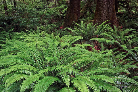 Ferns-Hoh Rainforest-Olympic National Park-Washington State White Modern Wood Framed Art Print with Double Matting by Jones, Adam