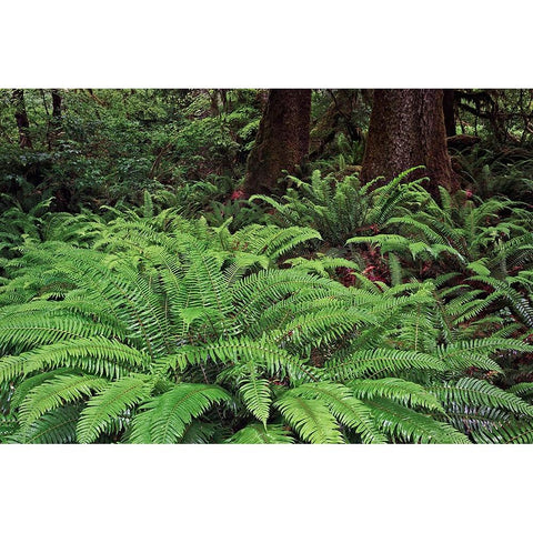 Ferns-Hoh Rainforest-Olympic National Park-Washington State Black Modern Wood Framed Art Print with Double Matting by Jones, Adam