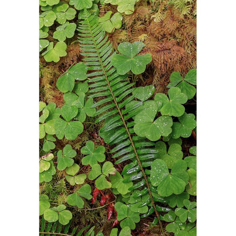 Ferns and sorrel on forest floor-Hoh Rainforest-Olympic National Park-Washington State Black Modern Wood Framed Art Print with Double Matting by Jones, Adam