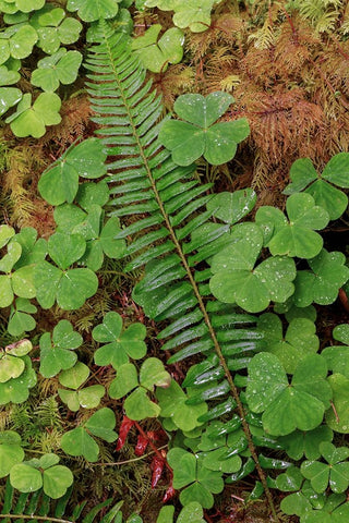 Ferns and sorrel on forest floor-Hoh Rainforest-Olympic National Park-Washington State Black Ornate Wood Framed Art Print with Double Matting by Jones, Adam