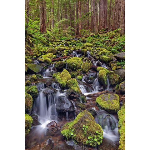 Small stream cascading through moss covered rocks-Hoh Rainforest-Olympic National Park Black Modern Wood Framed Art Print by Jones, Adam