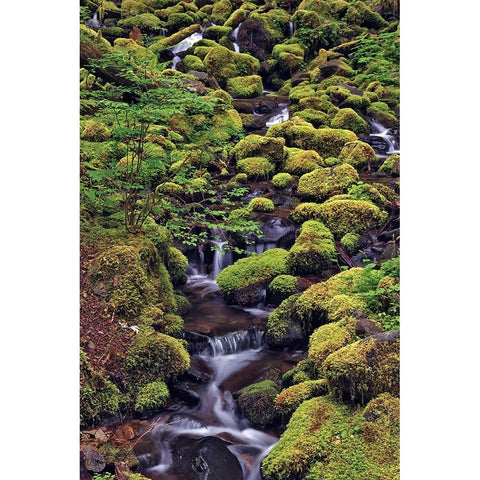 Small stream cascading through moss covered rocks-Hoh Rainforest-Olympic National Park White Modern Wood Framed Art Print by Jones, Adam