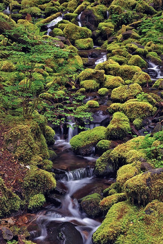 Small stream cascading through moss covered rocks-Hoh Rainforest-Olympic National Park Black Ornate Wood Framed Art Print with Double Matting by Jones, Adam
