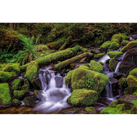 Small stream cascading through moss covered rocks-Hoh Rainforest-Olympic National Park Black Modern Wood Framed Art Print with Double Matting by Jones, Adam
