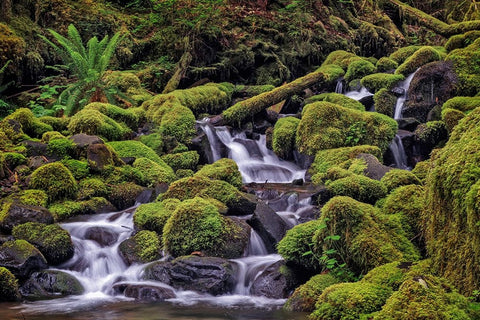 Small stream cascading through moss covered rocks-Hoh Rainforest-Olympic National Park White Modern Wood Framed Art Print with Double Matting by Jones, Adam