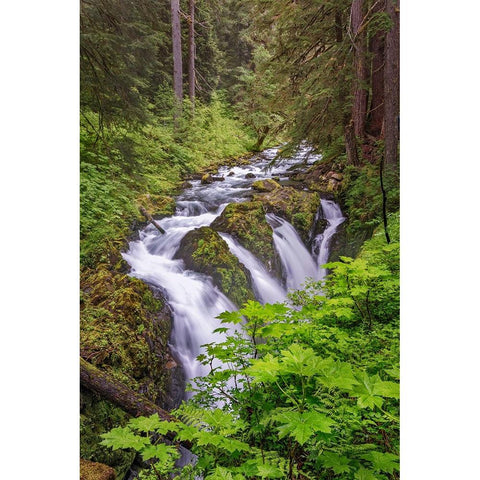 Sol Duc River and Falls-Olympic National Park-Washington State Black Modern Wood Framed Art Print by Jones, Adam
