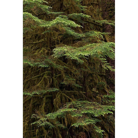 Western hemlock tree-Hoh Rainforest-Olympic National Park-Washington State Black Modern Wood Framed Art Print by Jones, Adam