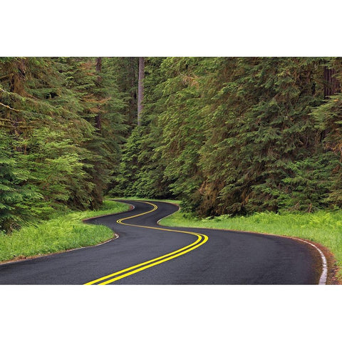 Curving road though lush forest-Olympic National Park-Washington State Black Modern Wood Framed Art Print by Jones, Adam