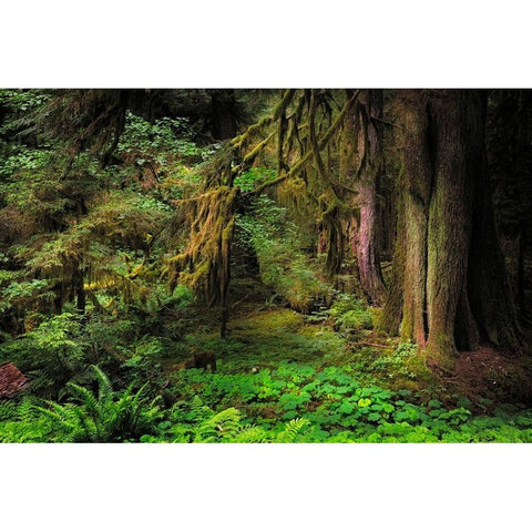 Big Leaf Maple tree draped with Club Moss-Hoh Rainforest-Olympic National Park-Washington State White Modern Wood Framed Art Print by Jones, Adam
