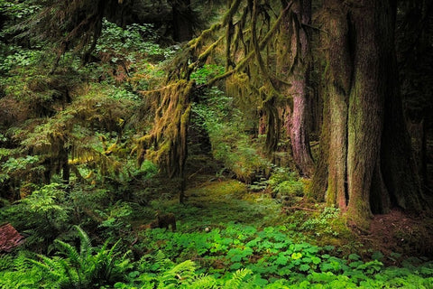 Big Leaf Maple tree draped with Club Moss-Hoh Rainforest-Olympic National Park-Washington State White Modern Wood Framed Art Print with Double Matting by Jones, Adam