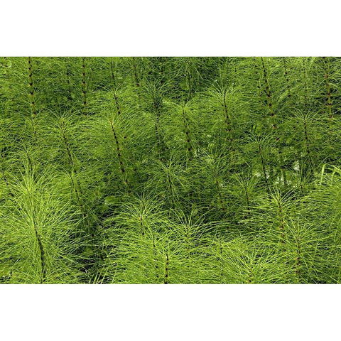 Horsetail ferns-Hoh Rainforest-Olympic National Park-Washington State White Modern Wood Framed Art Print by Jones, Adam