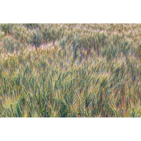 Wheat crop close-up-Palouse region of eastern Washington State Black Modern Wood Framed Art Print with Double Matting by Jones, Adam