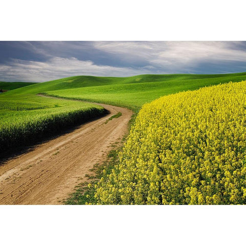 Rural farm road through yellow canola and green wheat crops Black Modern Wood Framed Art Print by Jones, Adam