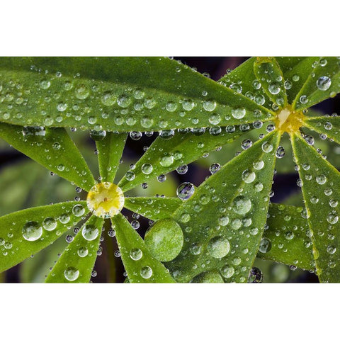Lupine leaves and raindrops-Olympic National Park-Washington State Black Modern Wood Framed Art Print by Jones, Adam