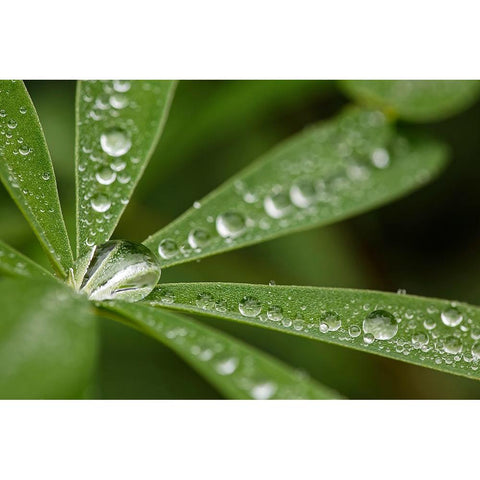 Lupine leaves and raindrops-Olympic National Park-Washington State Black Modern Wood Framed Art Print by Jones, Adam