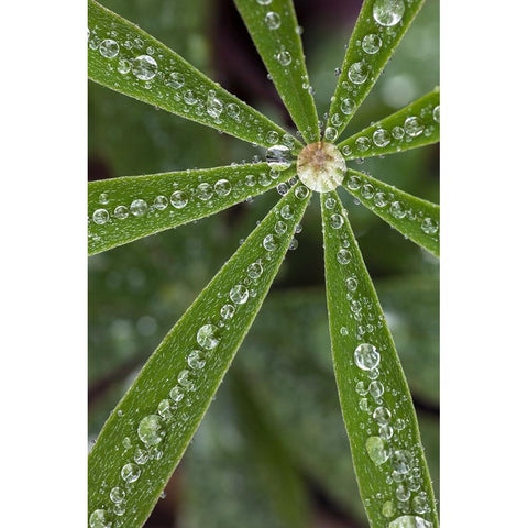 Lupine leaves and raindrops-Olympic National Park-Washington State Black Modern Wood Framed Art Print by Jones, Adam
