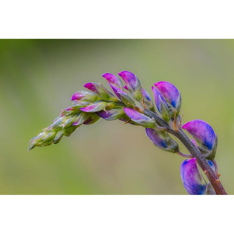 Lupine flower opening up-Olympic National Park-Washington State White Modern Wood Framed Art Print by Jones, Adam
