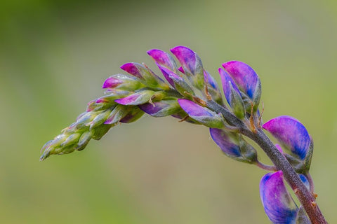 Lupine flower opening up-Olympic National Park-Washington State Black Ornate Wood Framed Art Print with Double Matting by Jones, Adam