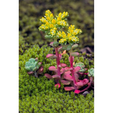 Broadleaf stonecrop-Olympic National Park-Washington State Black Modern Wood Framed Art Print by Jones, Adam