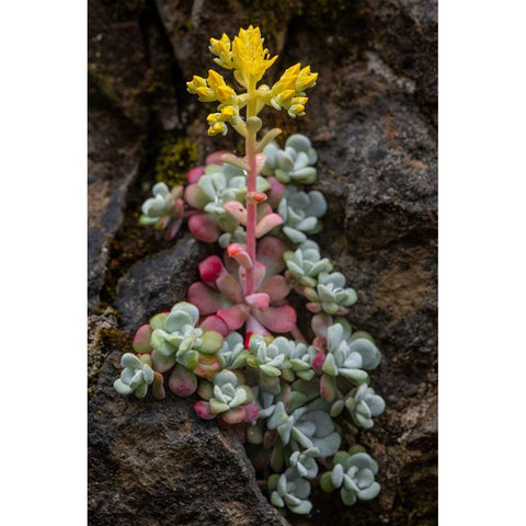Broadleaf stonecrop-Olympic National Park-Washington State Black Modern Wood Framed Art Print with Double Matting by Jones, Adam