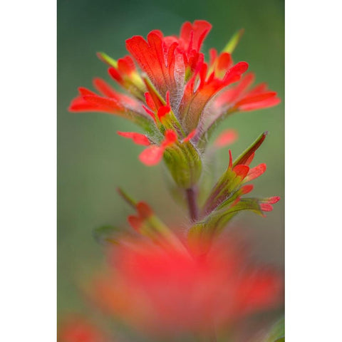 Indian paintbrush-Olympic National Park-Washington State Black Modern Wood Framed Art Print by Jones, Adam