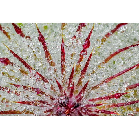 Water drops on thistle-Hurricane Ridge-Olympic National Park-Washington State Black Modern Wood Framed Art Print by Jones, Adam