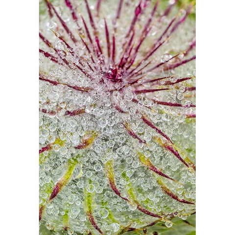 Water drops on thistle-Hurricane Ridge-Olympic National Park-Washington State Black Modern Wood Framed Art Print by Jones, Adam
