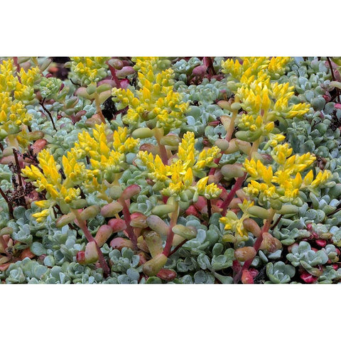 Broadleaf stonecrop-Olympic National Park-Washington State Black Modern Wood Framed Art Print with Double Matting by Jones, Adam