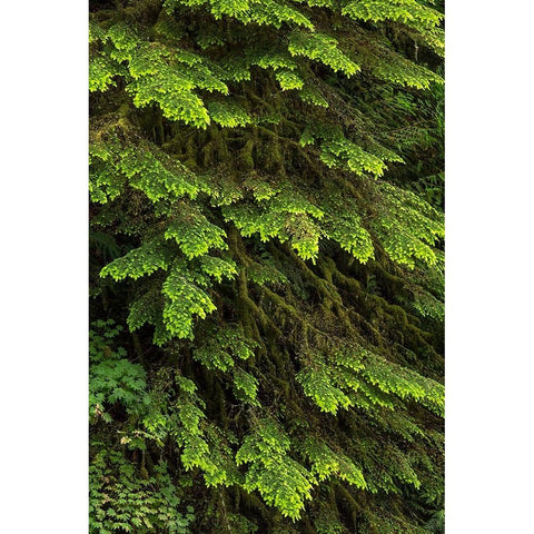 Western hemlock tree-Hoh Rainforest-Olympic National Park-Washington State Black Modern Wood Framed Art Print by Jones, Adam
