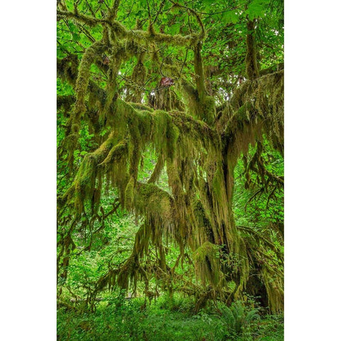 Big Leaf Maple tree draped with Club Moss-Hoh Rainforest-Olympic National Park-Washington State Black Modern Wood Framed Art Print with Double Matting by Jones, Adam