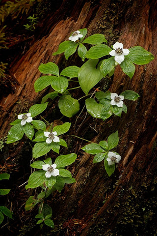 Dogwood bunchberry-Olympic National Park-Washington State Black Ornate Wood Framed Art Print with Double Matting by Jones, Adam