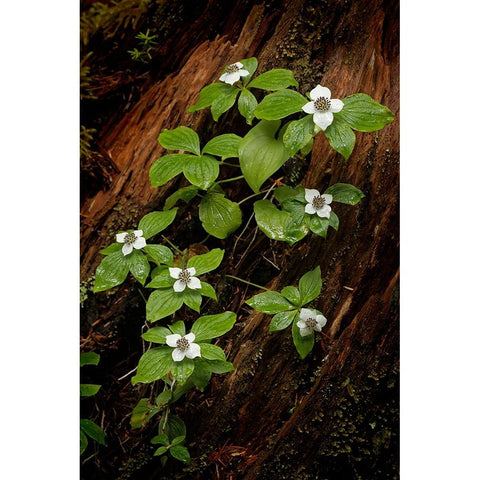 Dogwood bunchberry-Olympic National Park-Washington State Black Modern Wood Framed Art Print with Double Matting by Jones, Adam
