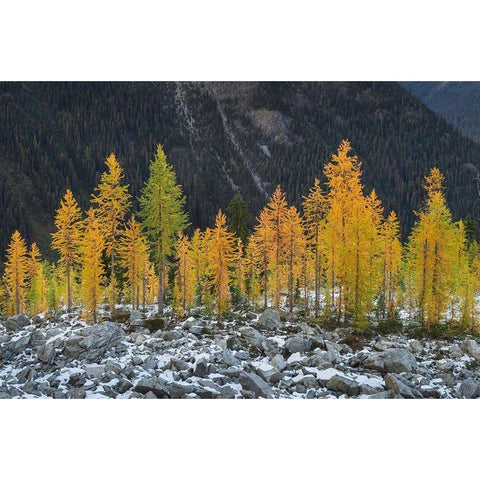 Alpine Larches (Larix lyallii) in autumn color North Cascades-Washington State Black Modern Wood Framed Art Print by Majchrowicz, Alan