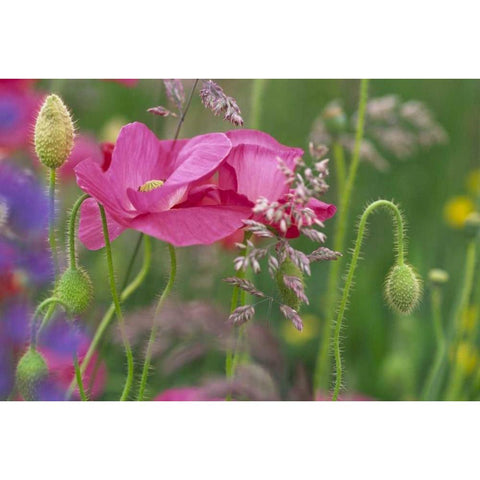 Washington, Bellingham, Shirley poppies Black Modern Wood Framed Art Print by Satushek, Steve