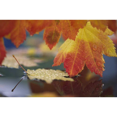 WA, Bellingham, Autumn vine maple leaves White Modern Wood Framed Art Print by Satushek, Steve