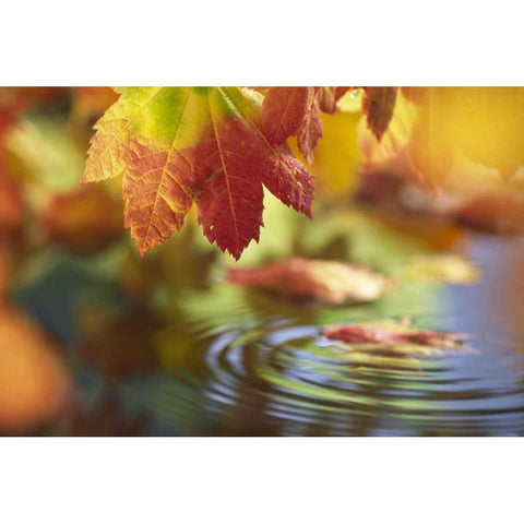 WA, Bellingham, Fall vine maple leaves over pool Black Modern Wood Framed Art Print by Satushek, Steve