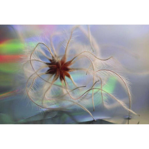 WA, Bellingham, Virgins bower seedhead Black Modern Wood Framed Art Print by Satushek, Steve