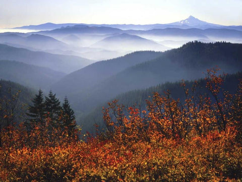 WA, Columbia Gorge, Mount Hood with huckleberry Black Ornate Wood Framed Art Print with Double Matting by Terrill, Steve