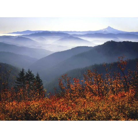 WA, Columbia Gorge, Mount Hood with huckleberry Black Modern Wood Framed Art Print with Double Matting by Terrill, Steve