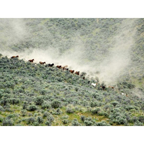 WA, Malaga, Running horses stirring dust Black Modern Wood Framed Art Print by Kirkland, Dennis