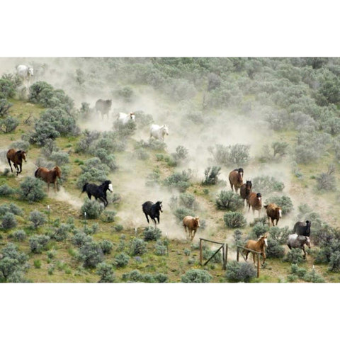 WA, Malaga, Horses form V shape during roundup Black Modern Wood Framed Art Print by Kirkland, Dennis
